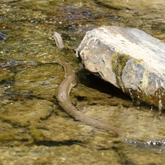 Regina septemvittata