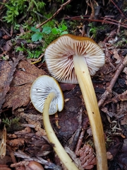 Entoloma luteum