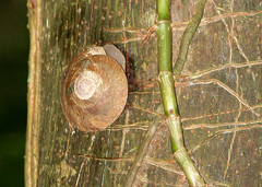 Caracolus caracolla