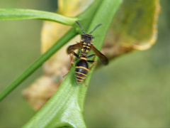 Ropalidia socialistica