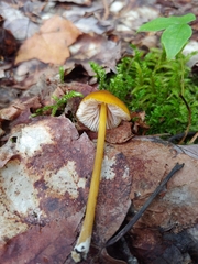 Entoloma luteum