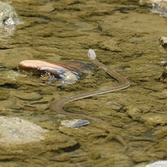 Regina septemvittata