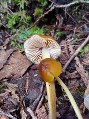 Entoloma luteum
