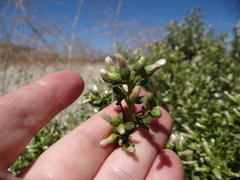 Baccharis pilularis