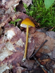 Entoloma luteum