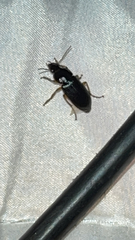 Harpalus