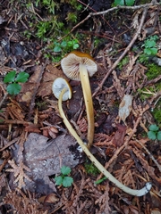 Entoloma luteum