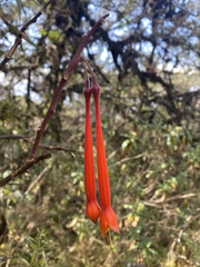 Fuchsia apetala