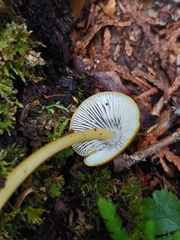 Entoloma luteum