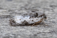Olethreutes malana