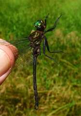 Somatochlora tenebrosa