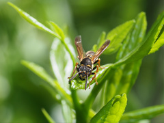 Ropalidia socialistica