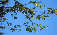 Hymenaea courbaril