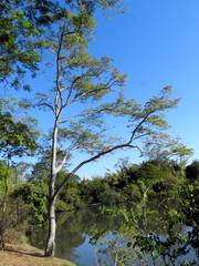 Hymenaea courbaril
