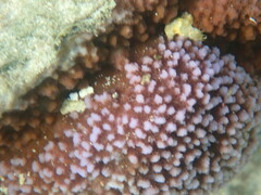 Scleractinia