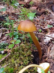 Entoloma luteum