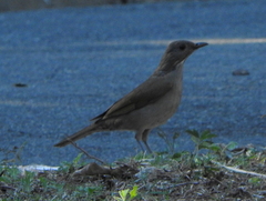 Turdus leucomelas