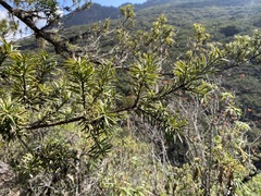 Podocarpus glomeratus