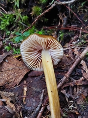 Entoloma luteum