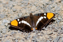 Adelpha californica