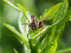 Ropalidia socialistica