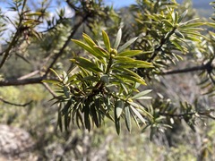 Podocarpus glomeratus