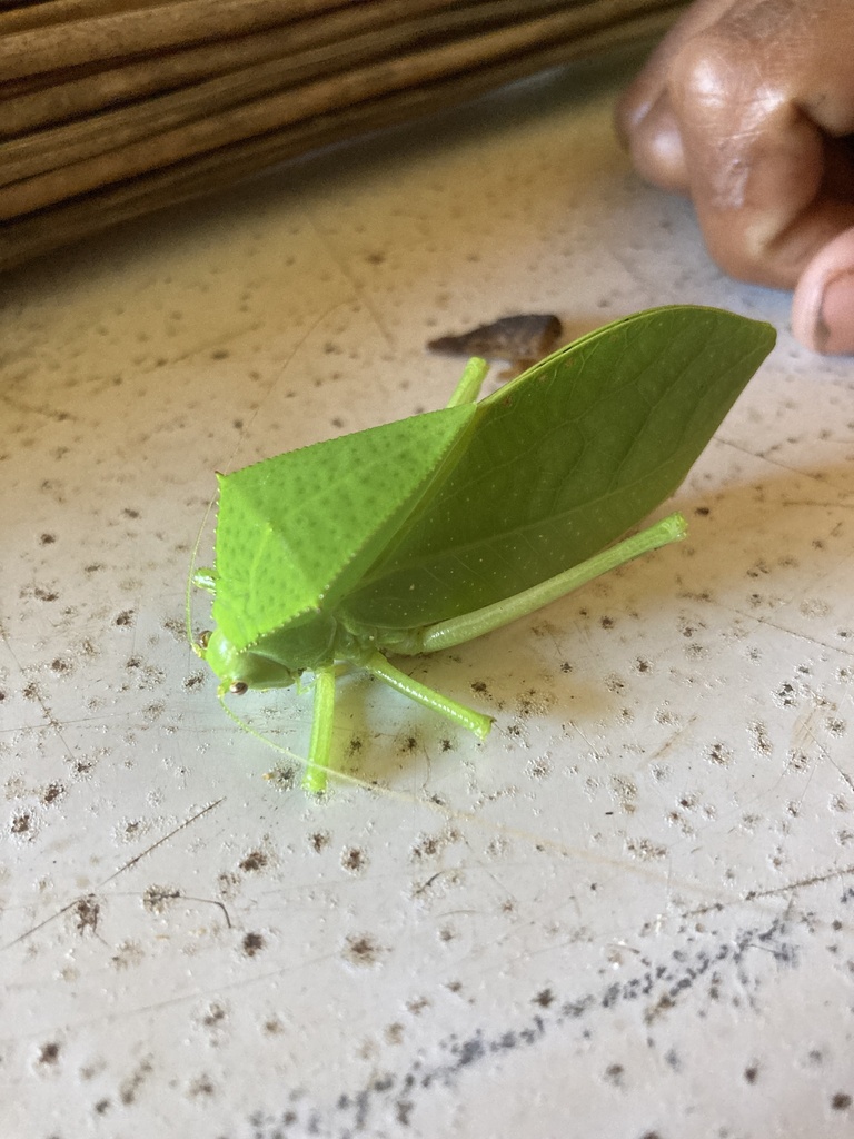 Phyllophora
