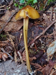 Entoloma luteum
