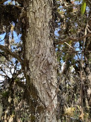 Podocarpus glomeratus