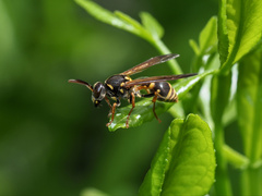 Ropalidia socialistica