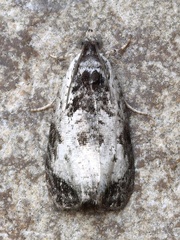 Olethreutes malana