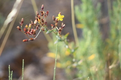 Hypericum linariifolium