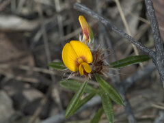 Pultenaea retusa