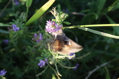 Anagrapha falcifera