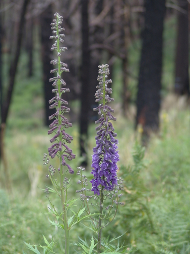 Image of Delphinium andesicola by (c) Gordon C. Snelling, some rights reserved (CC BY)