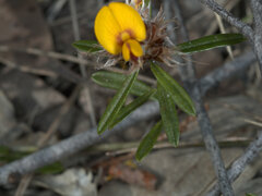 Pultenaea retusa