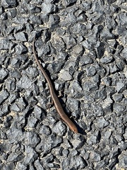 Lampropholis delicata