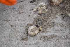 Caretta caretta
