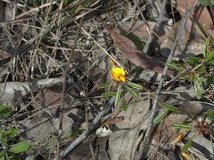 Pultenaea retusa
