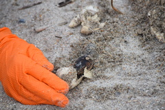 Caretta caretta