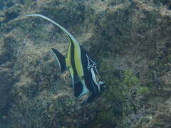 Zanclus cornutus
