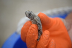 Caretta caretta