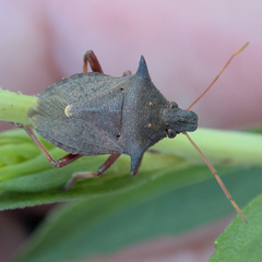 Picromerus bidens