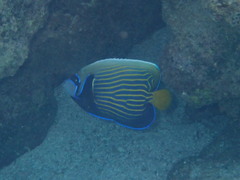 Pomacanthus imperator