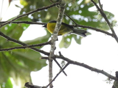 Myioborus miniatus