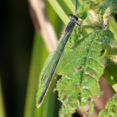Ischnura heterosticta
