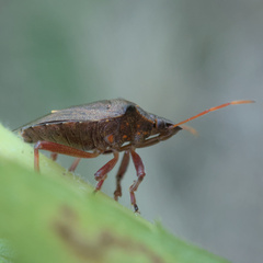 Picromerus bidens