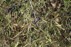 Rhamnus erythroxyloides