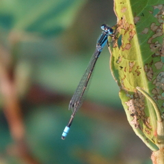 Ischnura heterosticta