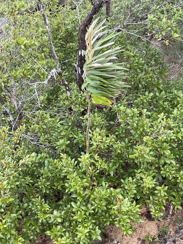 Astrotricha pterocarpa (Astrotricha pterocarpa)